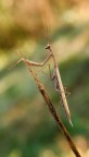 Mantide religiosa Mantide religiosa