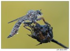 Asilide Asilide