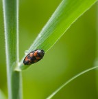 L'ultima L'ultima