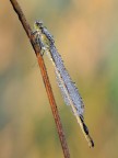 Damigella Damigella