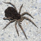 Mamma premurosa