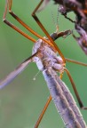 tipulide tipulide