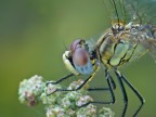 ...occhi.. di Sympetrum fonscolombi ...occhi.. di Sympetrum fonscolombi