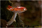 Amanita muscaria Amanita muscaria