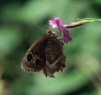 cosi'....senza PP cosi'....senza PP