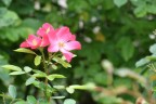 rosa canina rosa canina