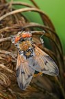 Ectophasia Crassipennis Ectophasia Crassipennis