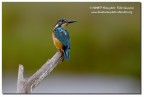 Martin pescatore (Alcedo atthis) Martin pescatore (Alcedo atthis)