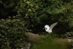 Airone bianco con preda
