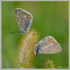 Quando si dice la spiga! Quando si dice la spiga!