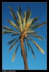 palma palma