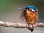 Martin pescatore comune maschio(Alcedo atthis) - scrollatina Martin pescatore comune maschio(Alcedo atthis) - scrollatina