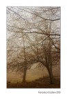 L'Albero Pio...2010