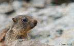 marmotta marmotta