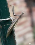 Prima e temo ultima mantide della mia stagione fotografica.
Si era posata su un paletto di ferro e si era messa in quella posizione abbastanza obliqua.
Ho ritenuto interessante (scelta discutibilissima suppongo) andare a cercare la diagonale del fotogramma con il corpo della mantide.
Nulla di speciale, lo so.

F/10, 1/30s, ISO 160, Luce Naturale, Cavalletto.
http://img339.imageshack.us/img339/8642/img3029dh.jpg