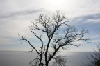l'albero e l'orrizzonte l'albero e l'orrizzonte