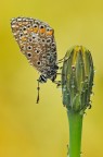 Polyommatus Icarus Polyommatus Icarus