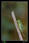...Ephippiger... ...Ephippiger...
