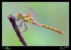 ...Sympetrum striolatum... ...Sympetrum striolatum...