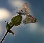 controluce controluce