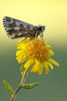 dolce risveglio......... dolce risveglio.........