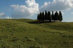 I famosi cipressi della Val d'Orcia I famosi cipressi della Val d'Orcia