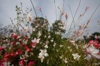 Fiori Fiori