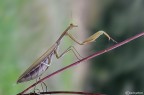 Eleganza