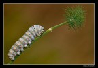 F18
1/8
ISO 100

Sono riuscito a fargli un solo scatto a questo bruco di macaone prima di dirigersi verso il suo piatto preferito.
Spero che vi piaccia
Un caro saluto

HIGH RES 1800:
http://img96.imageshack.us/img96/8933/mg521831800hd.jpg