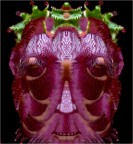 Stapelia