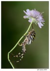 Argiope floreale Argiope floreale