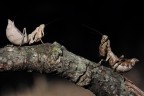 2 Mantidi 2 Mantidi