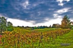 le vigne le vigne