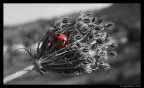 Coccinella...arriva l'inverno..