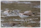 Fotografato sulle rive del fiume stura.
400 mm. f7.1 1/400 ISO 640. tripoid.