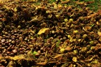 Autunno Autunno