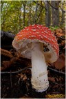 Amanita muscaria Amanita muscaria