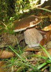 Boletus pinophilus Boletus pinophilus