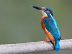 Martin pescatore comune (Alcedo atthis) Martin pescatore comune (Alcedo atthis)