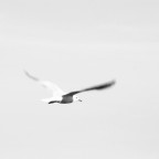 ...vola... ...vola...