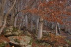 sottobosco d'autunno sottobosco d'autunno