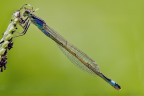 Damigella in &quot;blu&quot;