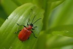 :::::BUG::::::