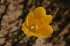 fiore di campo fiore di campo