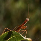 CU... CU ! CU... CU !