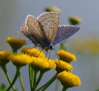 trasparenze trasparenze