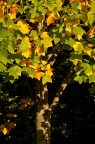 Luce al quadrato