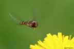 In volo In volo