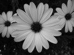 flowerssss... flowerssss...