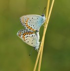 accopiamento accopiamento